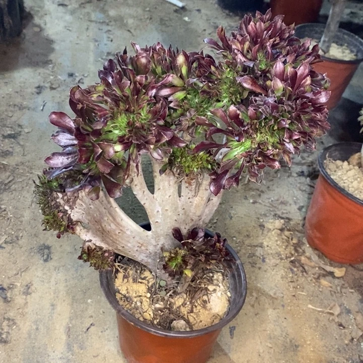 黑法缀多肉植物59