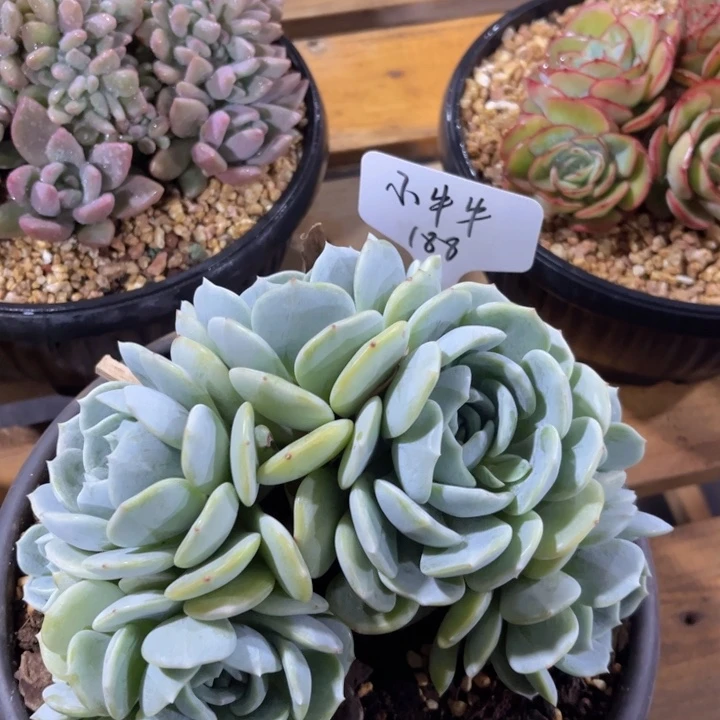 美慕花坊，一物一拍。