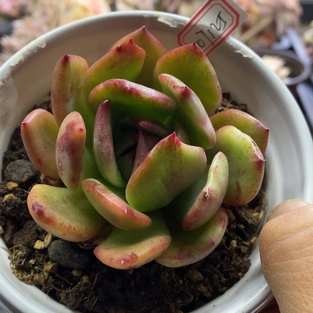 07125野马东云优选锦多肉