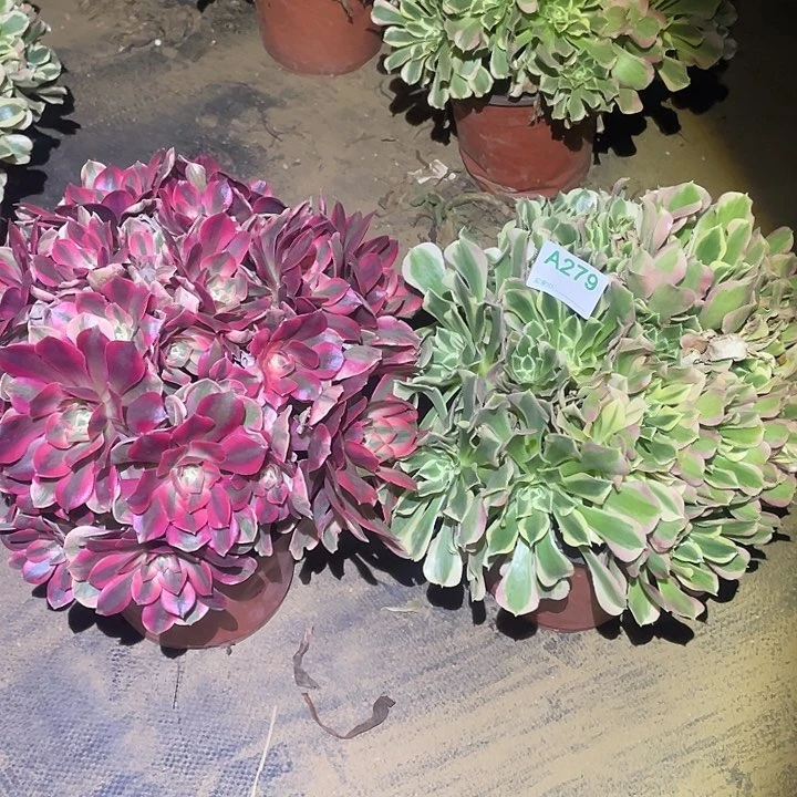 多肉植物断枝不包279女妖白凤