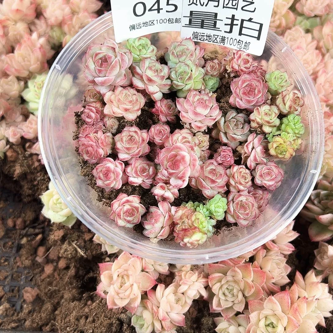 贰月园艺量拍045