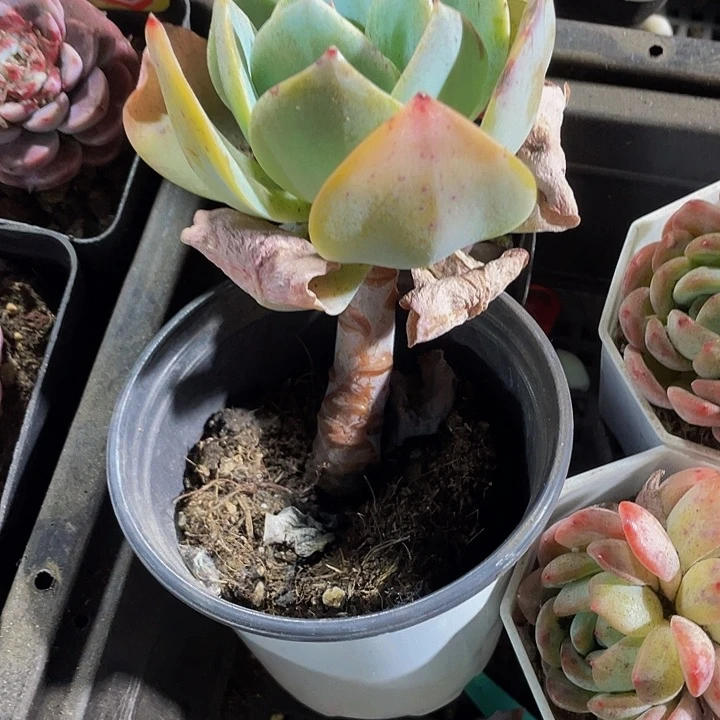 90盆大白凤带盆土