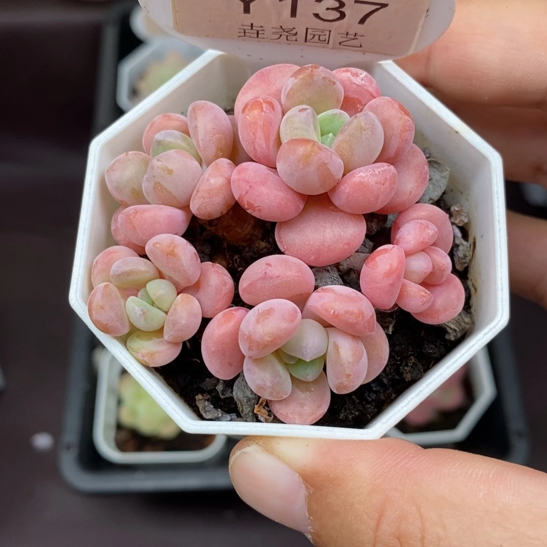 0137 白鹭群 6cm