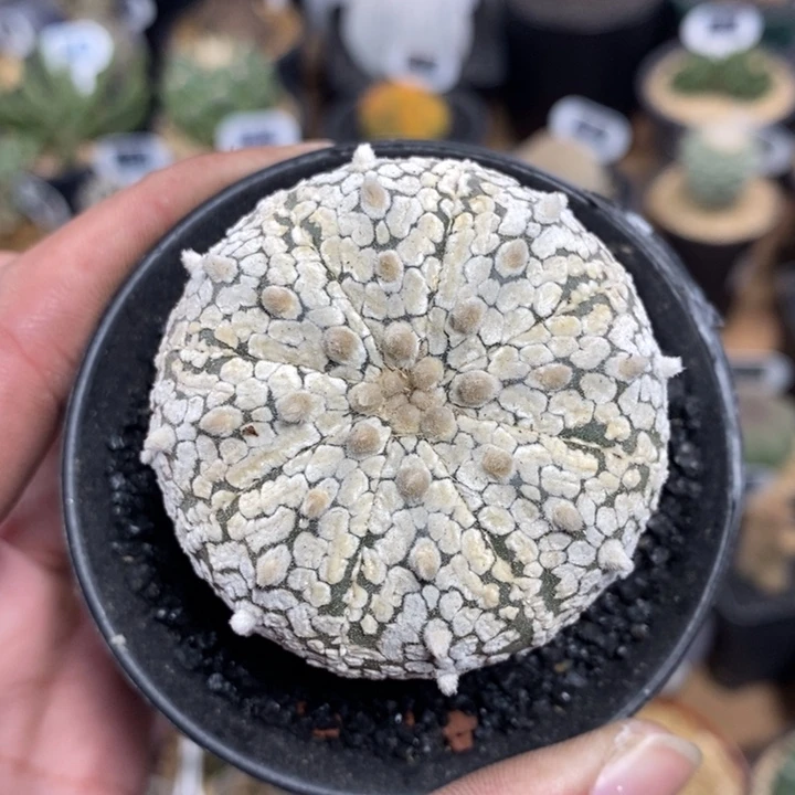 实生浓白超兜153号5.2cm