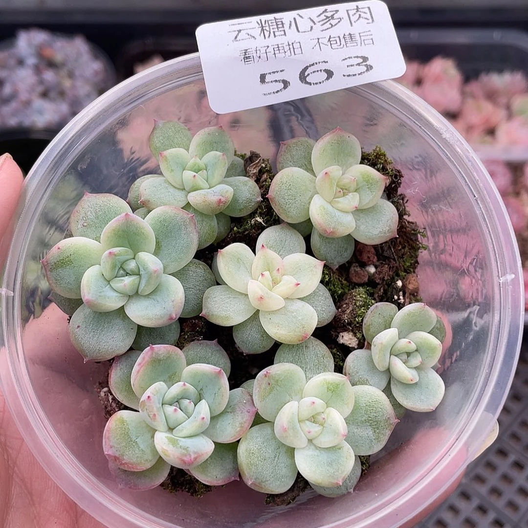 云糖心多肉植物563