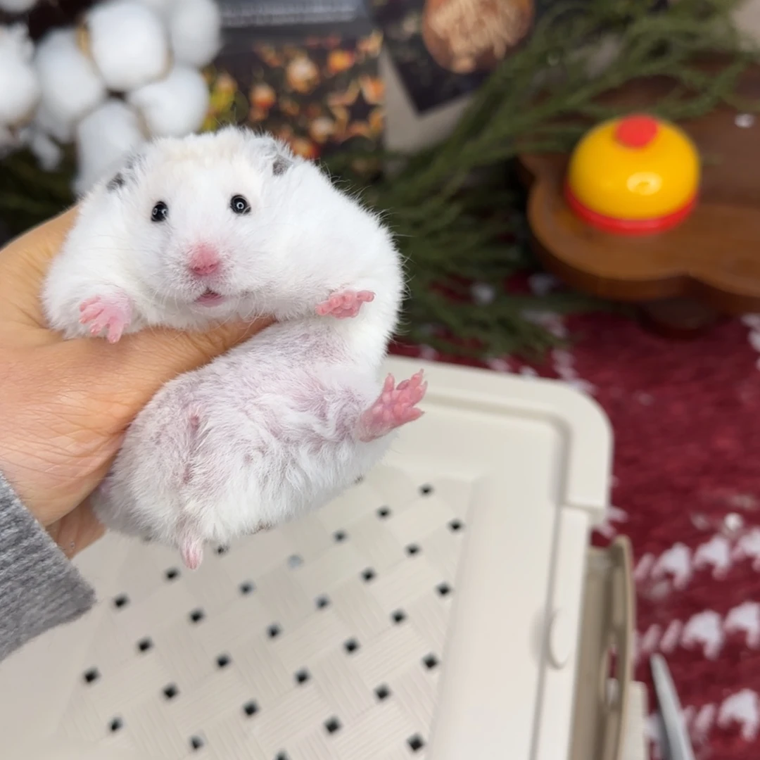 短毛卷毛黄波弟弟10.25生日