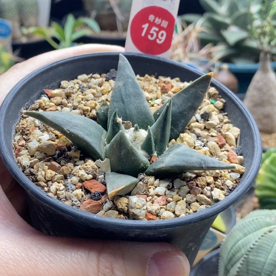 实生龙牙牡丹7.1cm一棵仙人球