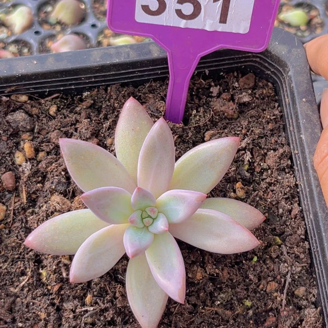 多肉植物虞美人351