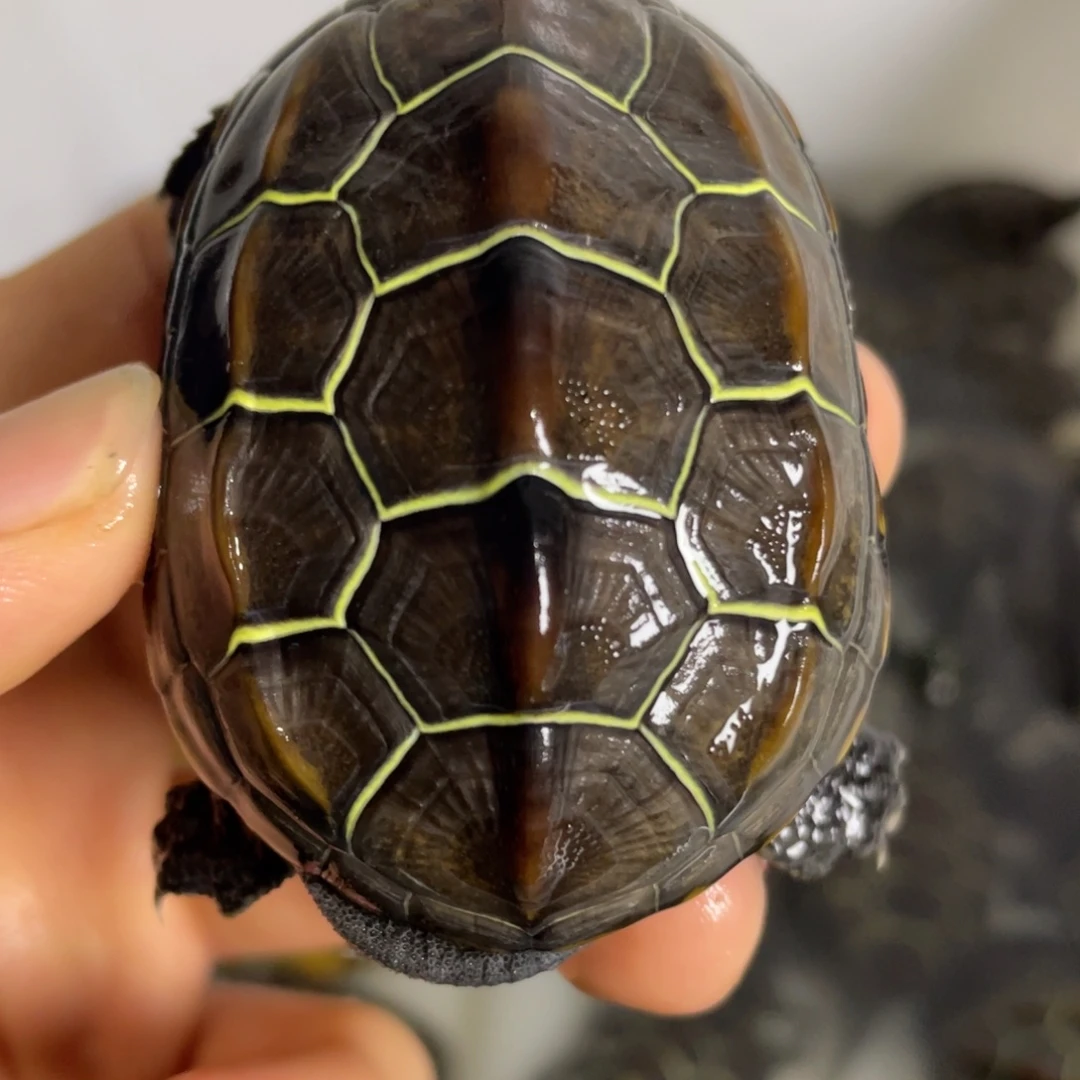 苏北金线冷水草龟