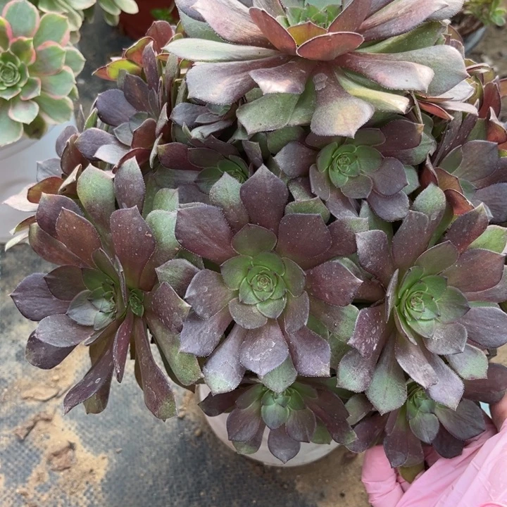 323 多肉法师不包断枝