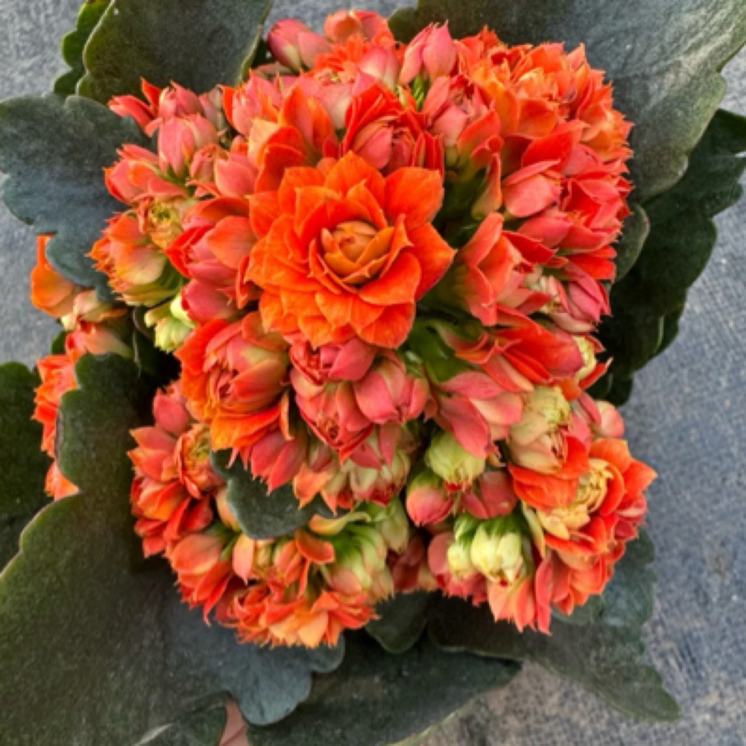 【古莉金】110盆橙色大花，花期长室内阳台盆栽