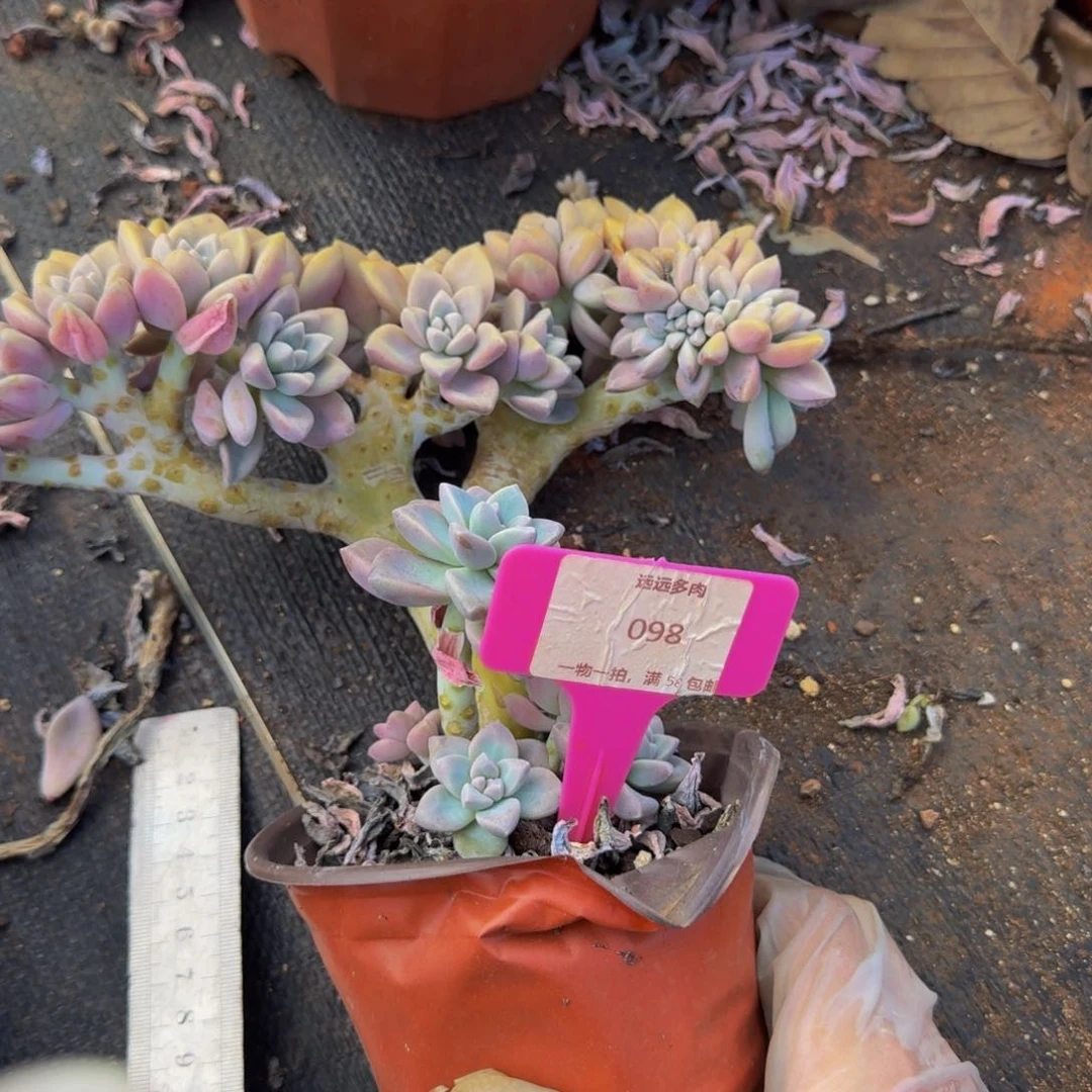 098淡雪肉肉肉肉肉肉肉