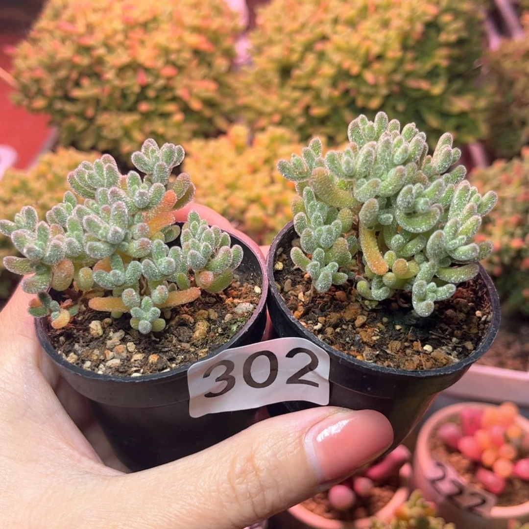 302粉冰晶可爱多肉植物