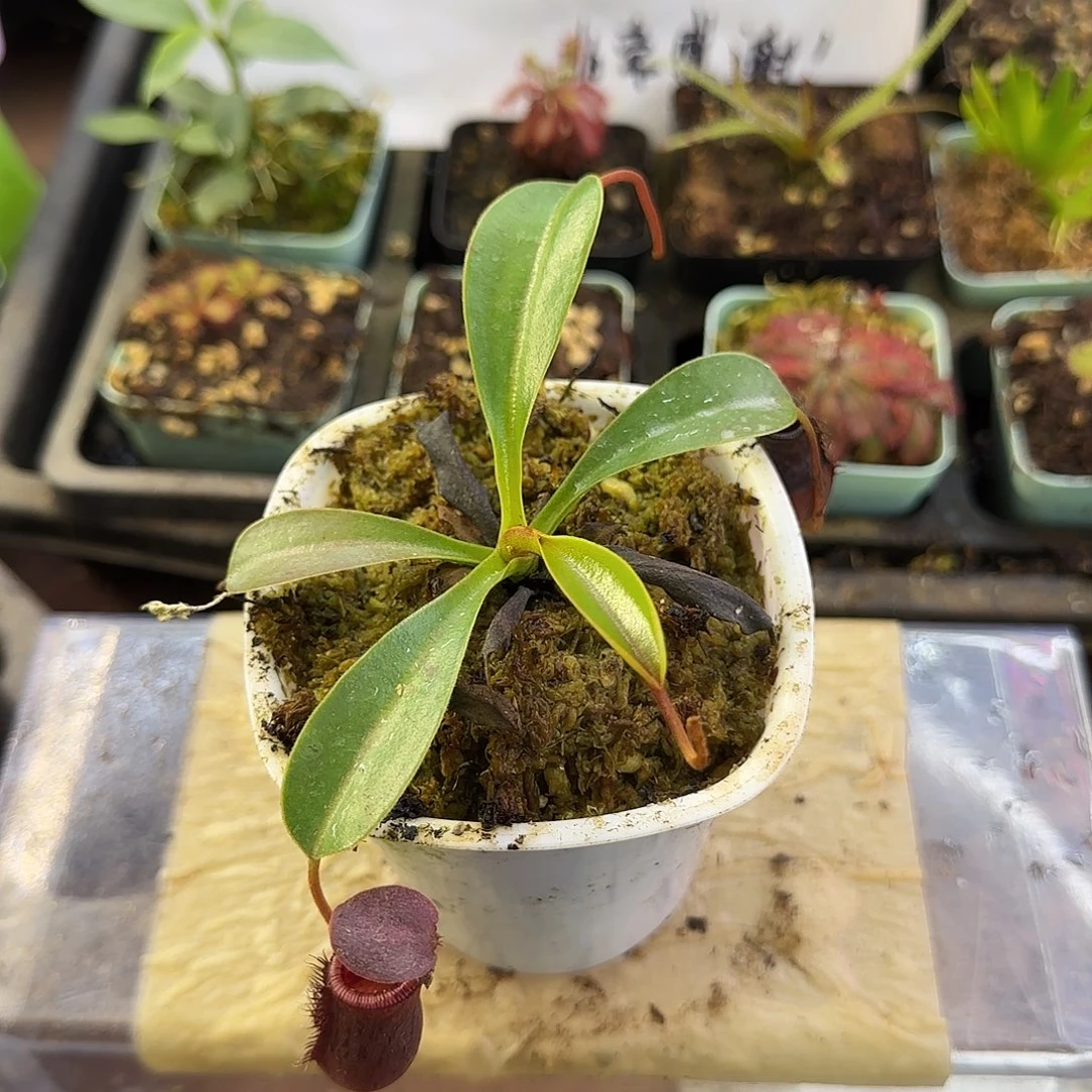 完全开放LV黑精灵猪笼草