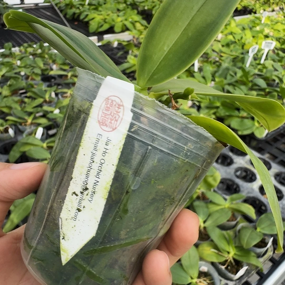 无花朵粉贝2.5清货