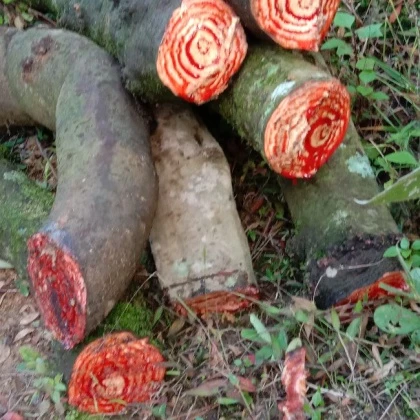 深山大号手工黑血藤大血藤乌血藤飞龙掌血原生态山货造景摆件