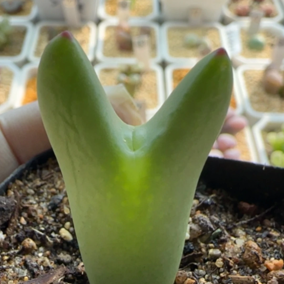 【闪购商品】21269玻尿酸嘴