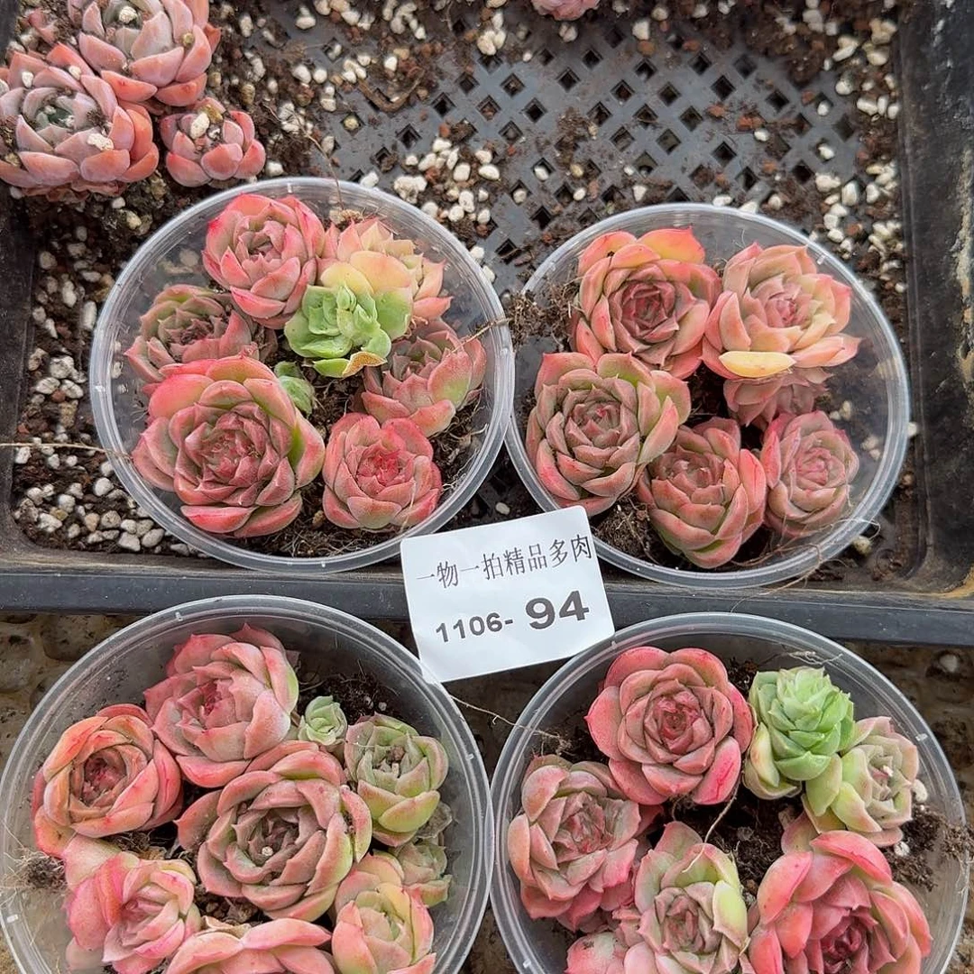 1106-94圆形盒子切糕（量拍）