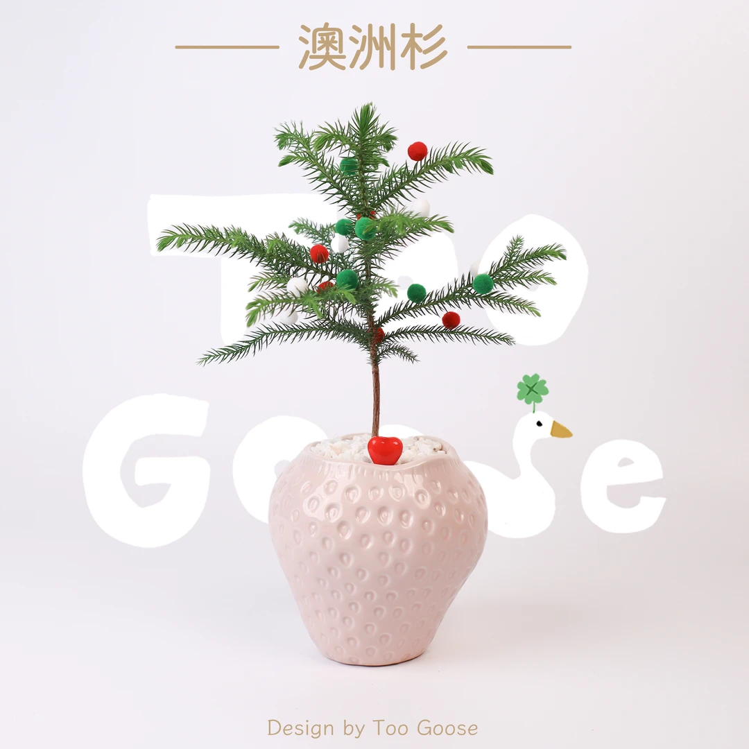 【呆鹅家-澳洲杉】南洋杉植物耐阴好养室内盆栽四季常绿北欧风绿植