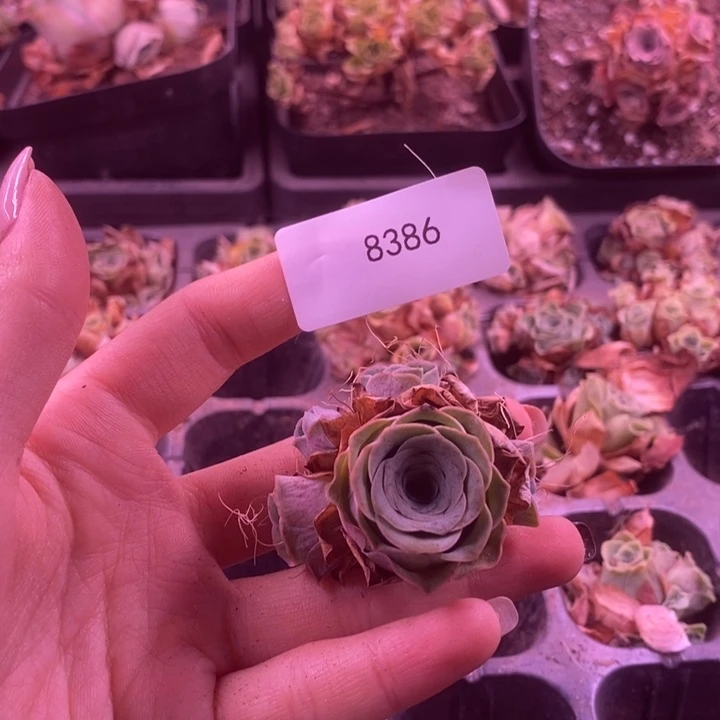 8386玫瑰玫瑰玫瑰玫瑰