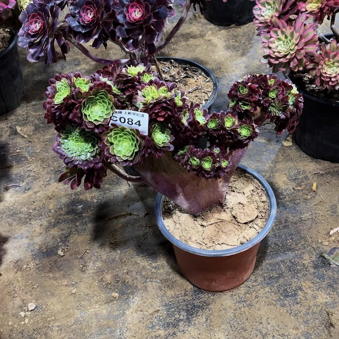 珠*儿多肉084嘉年华缀化