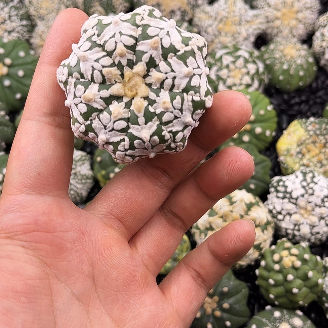 哈哈哈哈哈哈哈ｖ兜兜