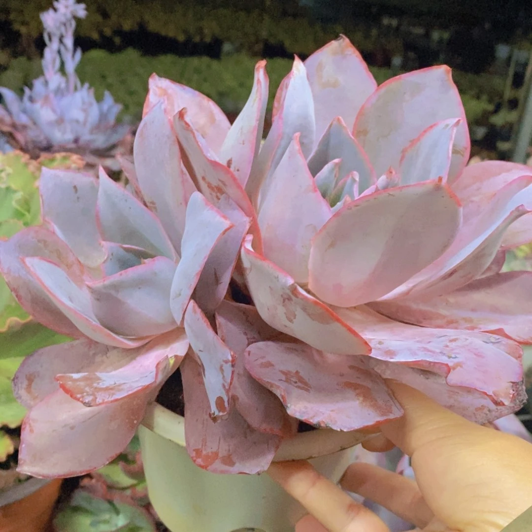 晚霞大单头带仔，160杯