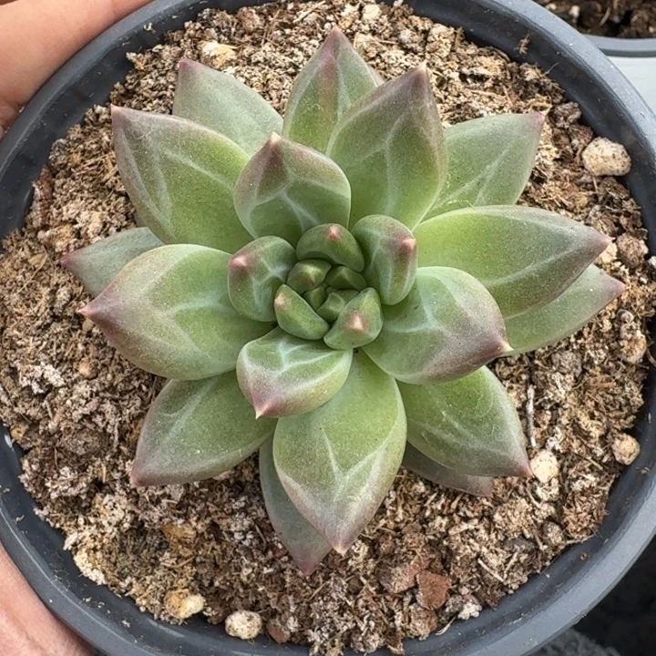 美人杂交 一物一拍