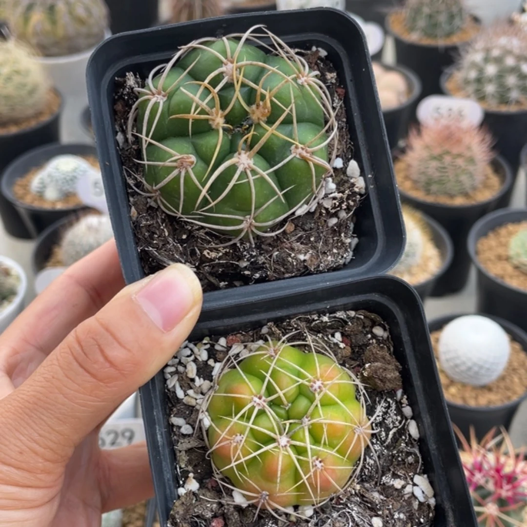 海王两颗      实生根