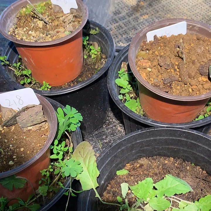 无花朵218扦插99.99