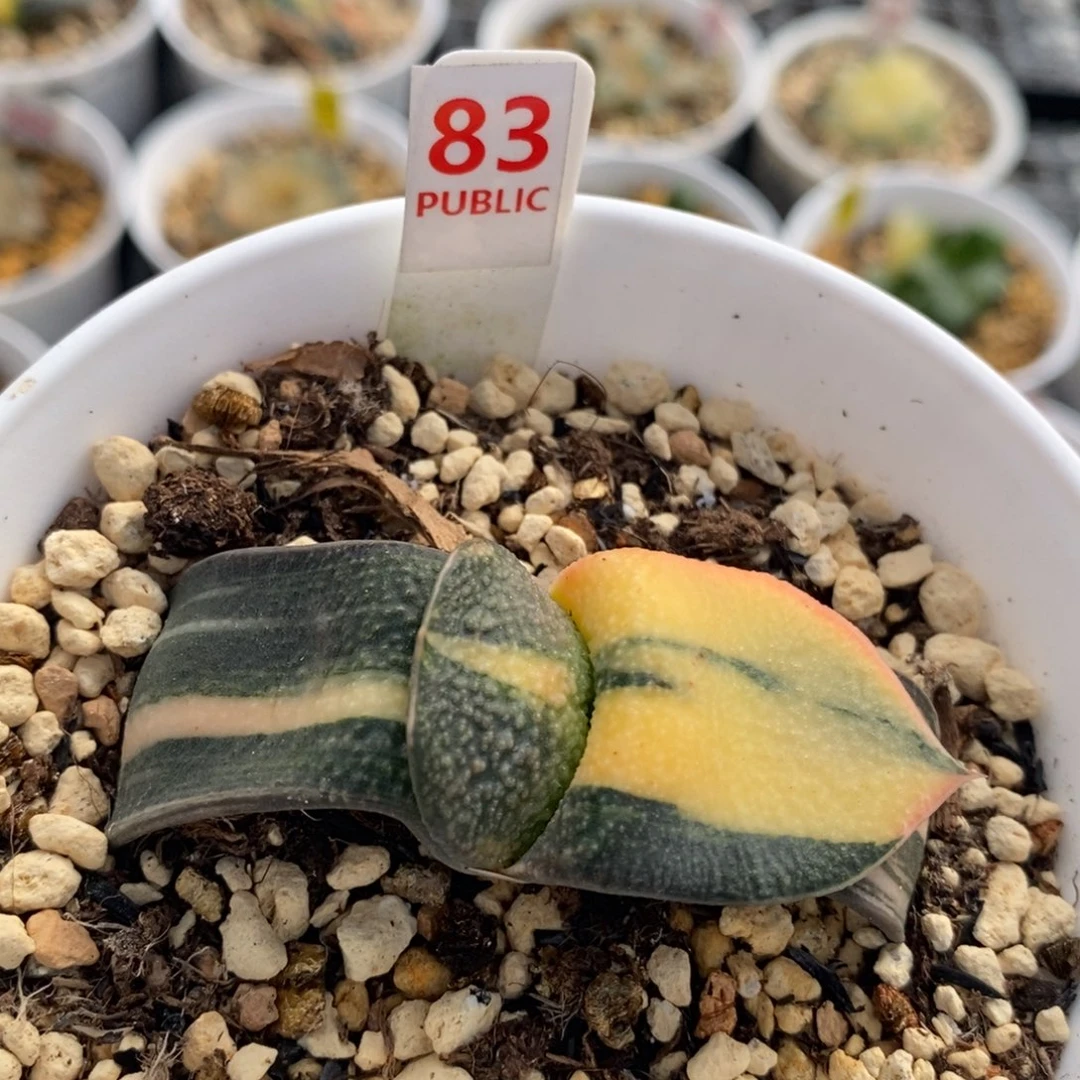 83蜗牛十二卷多肉植物