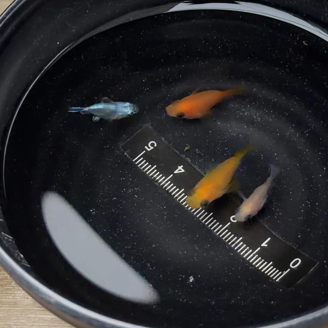 青鳉鱼球体四条！闪1