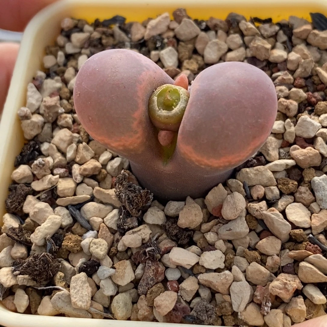 年***牙615/2.9厘米50km.sw