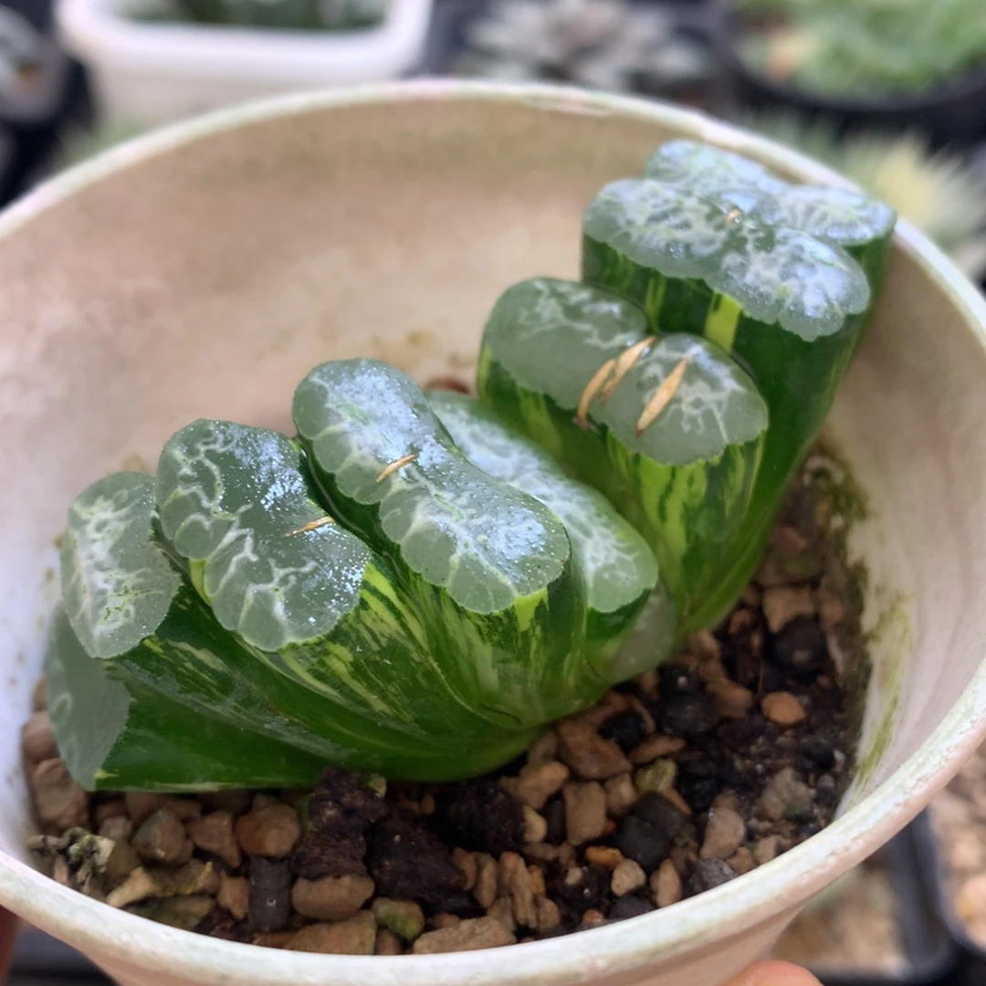长乐玉扇锦，带盆一起