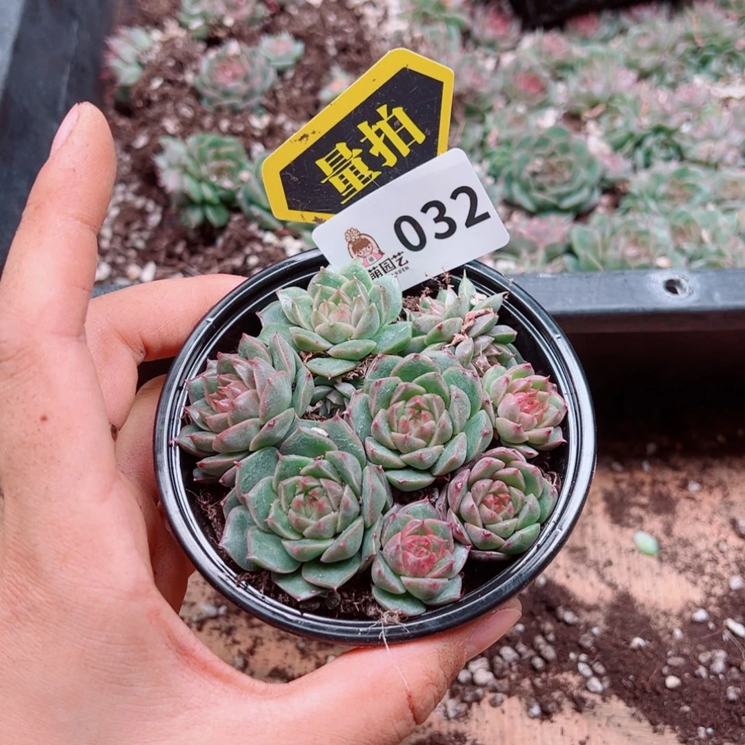 多肉植物多肉植物