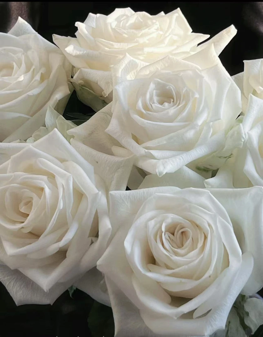 【陌上花开】雪墩山-稀有单头玫瑰（注意：带包装醒花哦~）