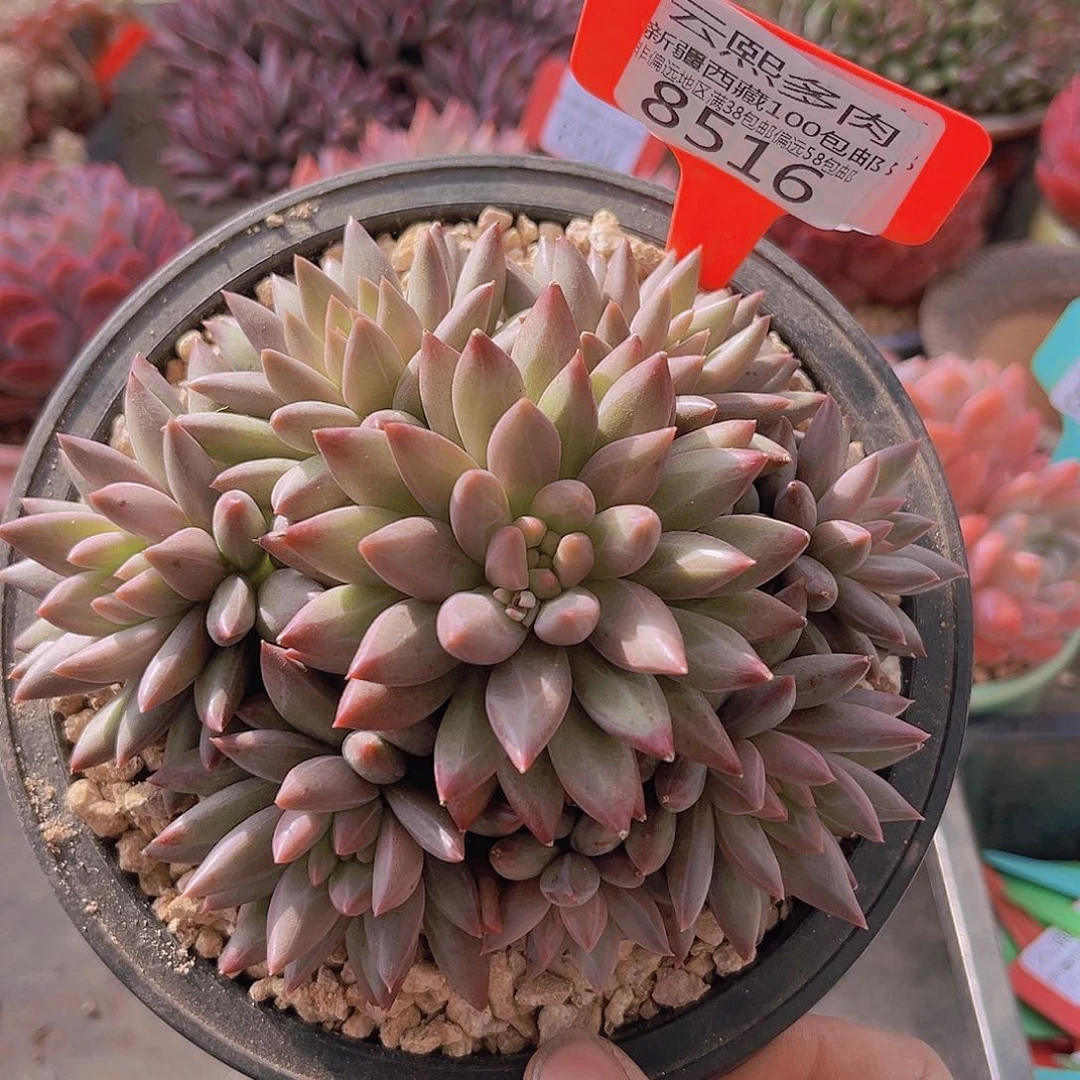 8516车厘子多肉植物一物一拍