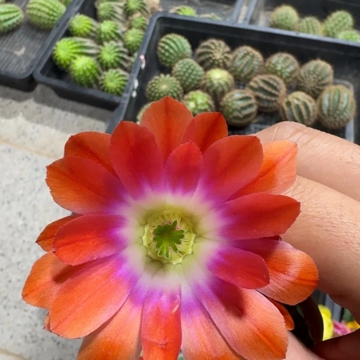 202橘水仙一个无根侧牙软，20包邮