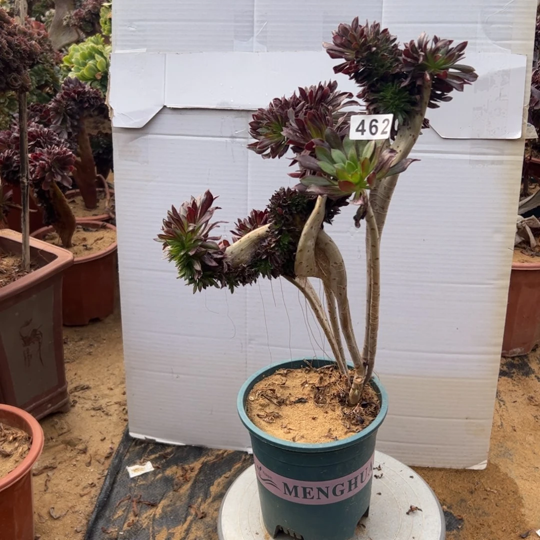 有伤黑缀462有个翅膀高36