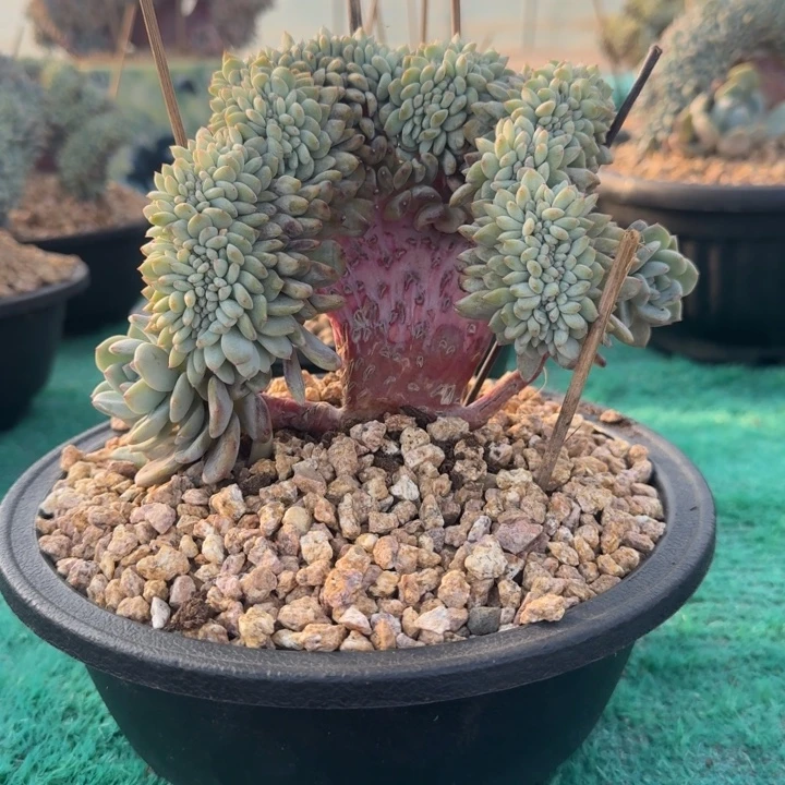 星影树缀无砍多肉