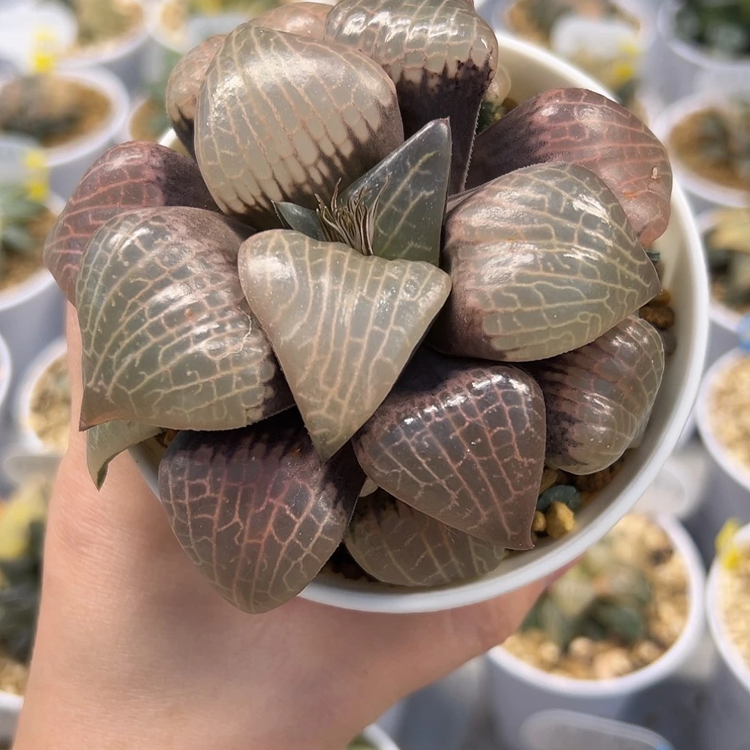 玻璃康平11111111111111111