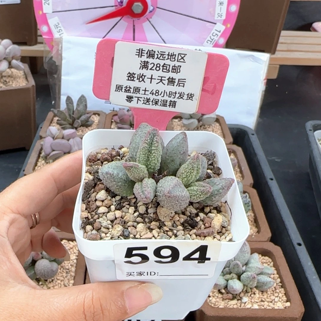 594翡翠哈莫杂多肉植物