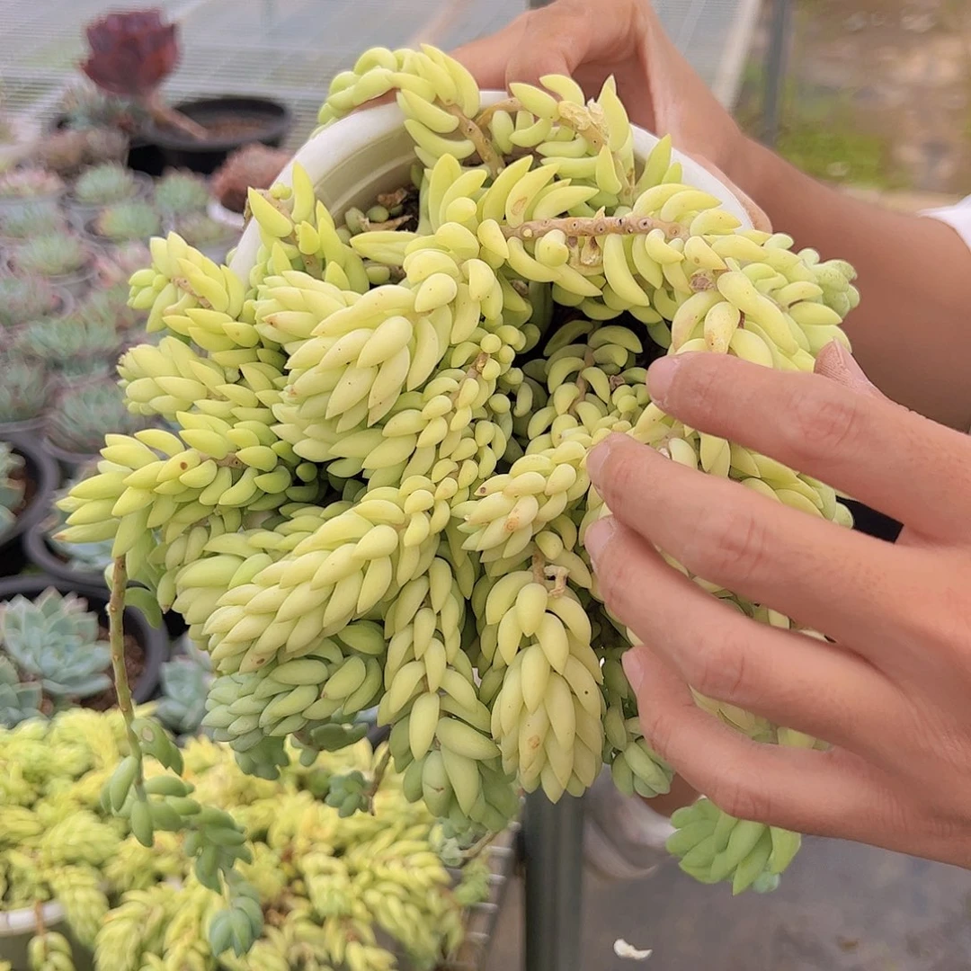 象牙玉坠 带盆带土多肉植物