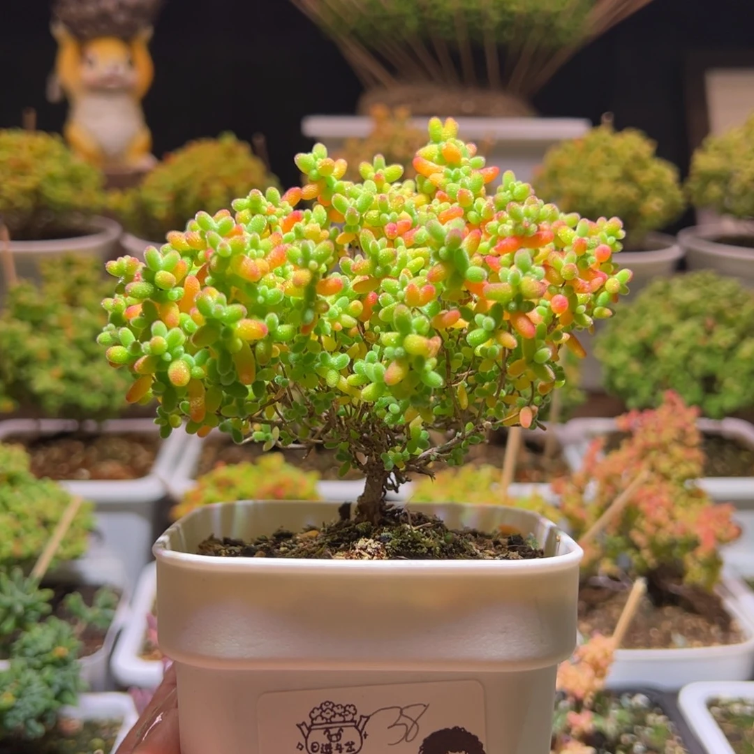 253蜜橘一物一拍带盆土发货