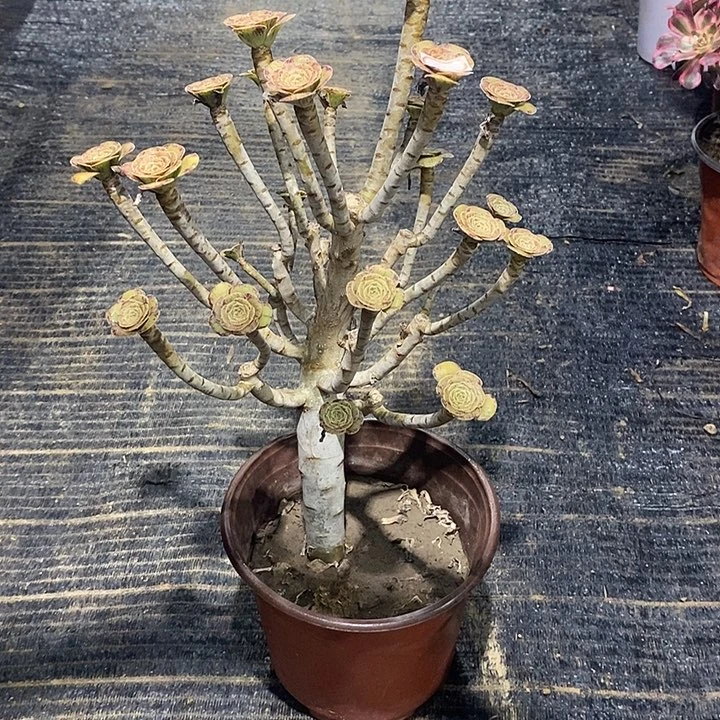 5，V锦母本2457899000000