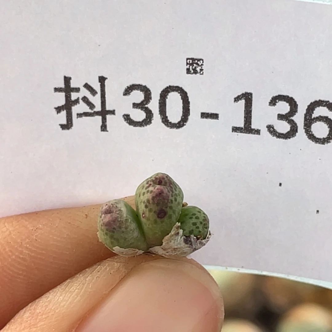 30-136草莓斑马肉锥