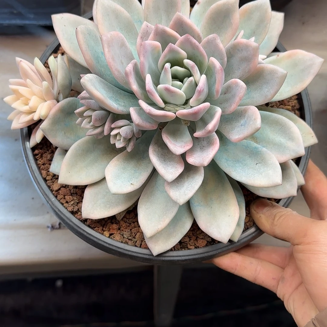 清***行奥普锦 000000000