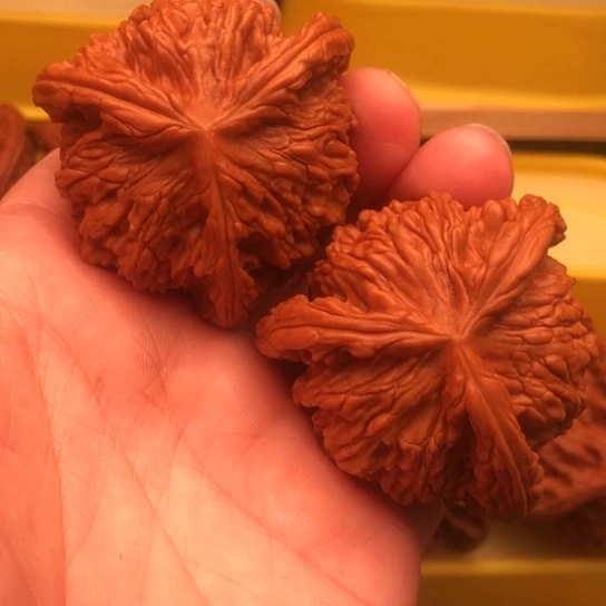 放***情核桃核桃核桃核桃核桃