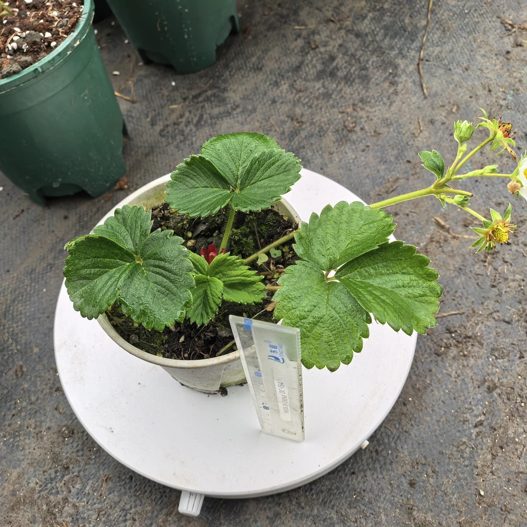 小盆品种草莓   带花苞带盆土
