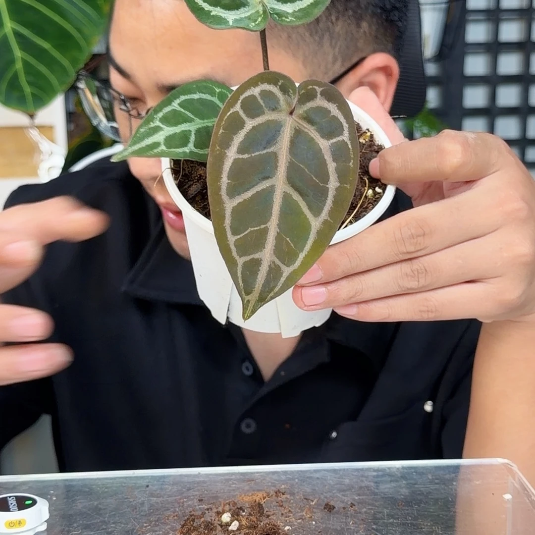 完全开放紫铜杂小钻石K186